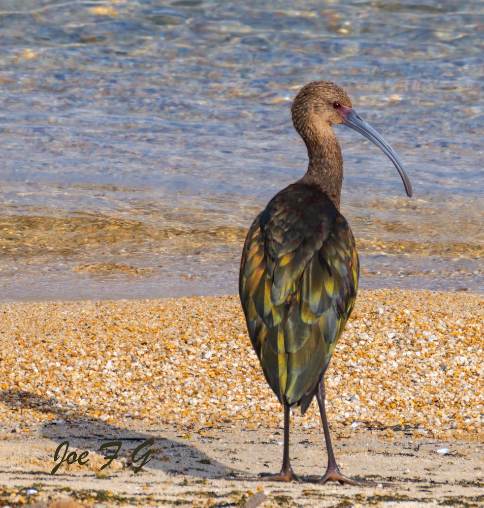 White-faced Ibis  R5 Mark II & RF200-800mm f6.3-9 IS USM