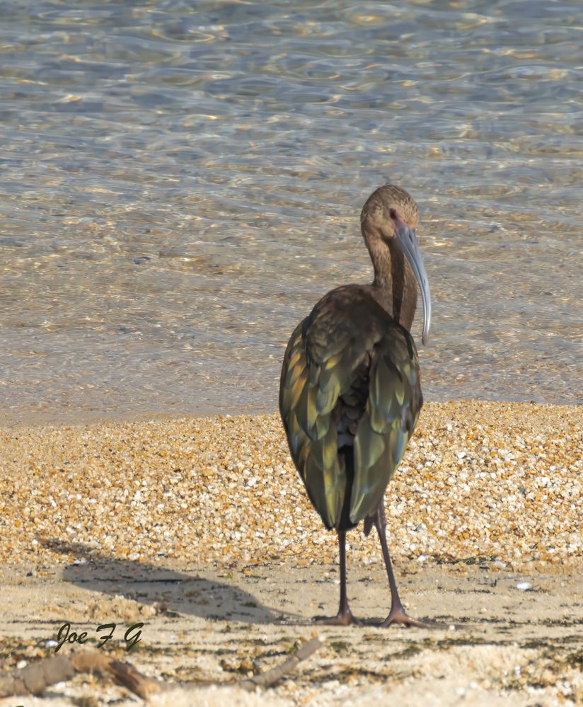 White-faced Ibis R5 Mark II & RF200-800mm f6.3-9 IS USM