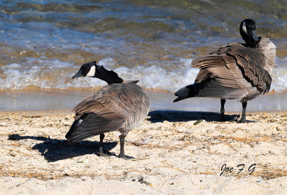 Canadian geese grooming R5 Mark II & RF200-800mm f6.3-9 IS USM