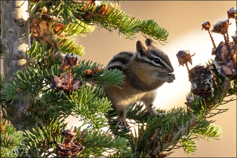59366_Chipmonk.jpg