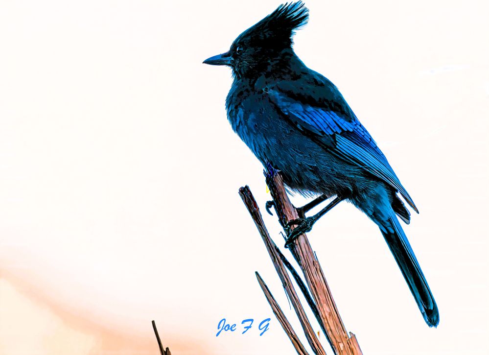 Steller's Jay j R5 Mark II & RF200-800mm f6.3-9 IS USM