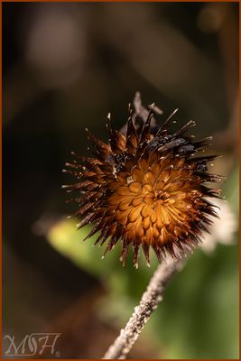 59912_Dry Flower Burst.jpg