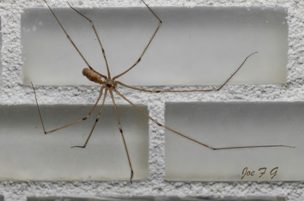 Daddy Longlegs R5 Mark II & RF100mm F2.8 L Macro IS USM lens Handheld