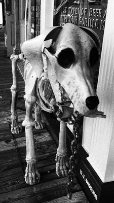 lost a hand to the Virgnia City dog.JPG