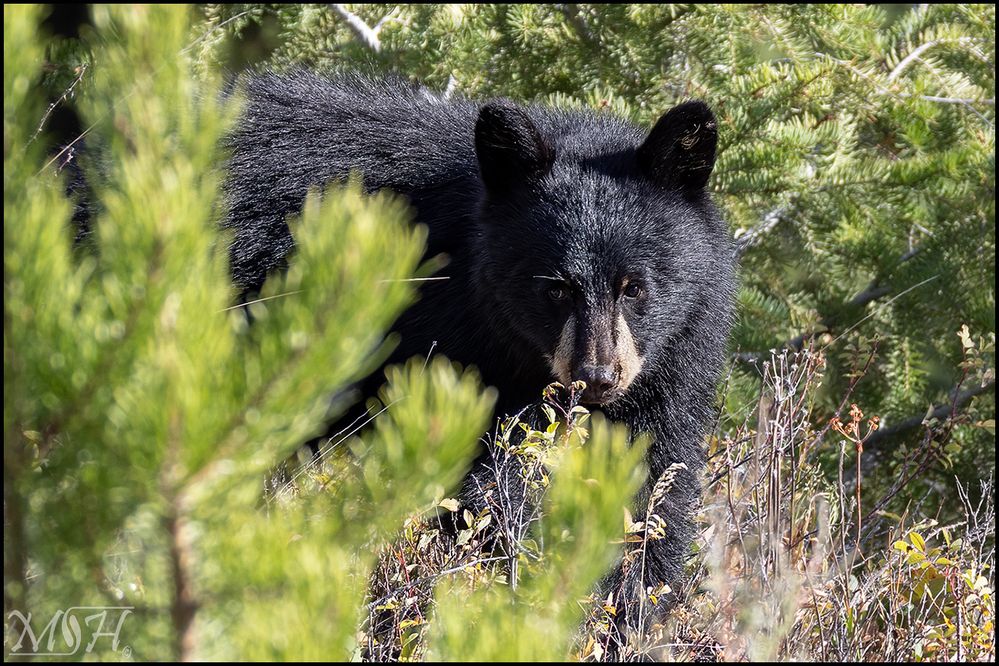 57615_Black Bear are you looking at me II.jpg