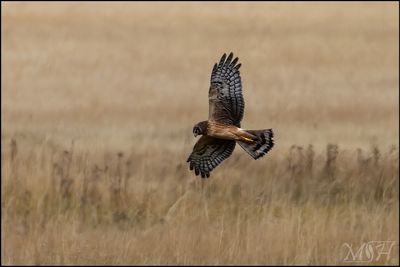 59610_Northern Harrier.jpg
