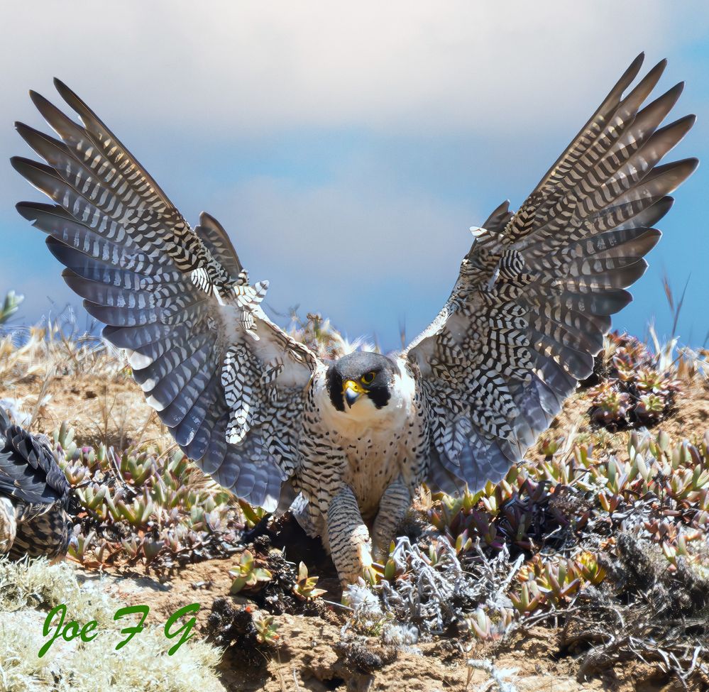 Peregrine Falcon R6 Mark II & RF200-800mm F6.3-9 IS USM Handheld