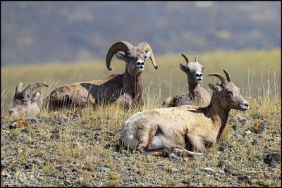 56669_Big Horn Sheep.jpg