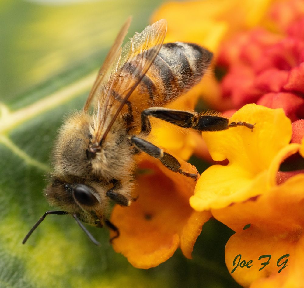 Western Honey Bee R5 Mark II RF100mm L Macro IS USM F9 ISO-5000 SS-1/60s Handheld
