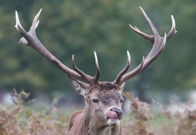 151025 The Royal Parks Bushy Park_42.JPG
