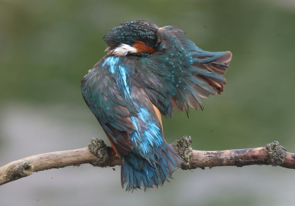 240703 Shy Kingfisher_001 copy.jpg