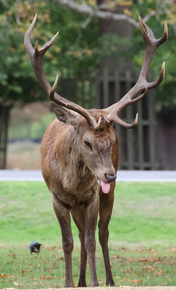 151025 The Royal Parks Bushy Park_258.JPG