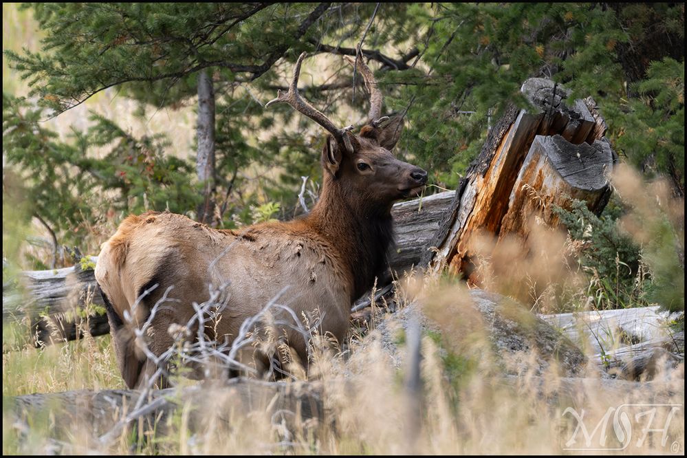 59635_Juvenile Elk.jpg
