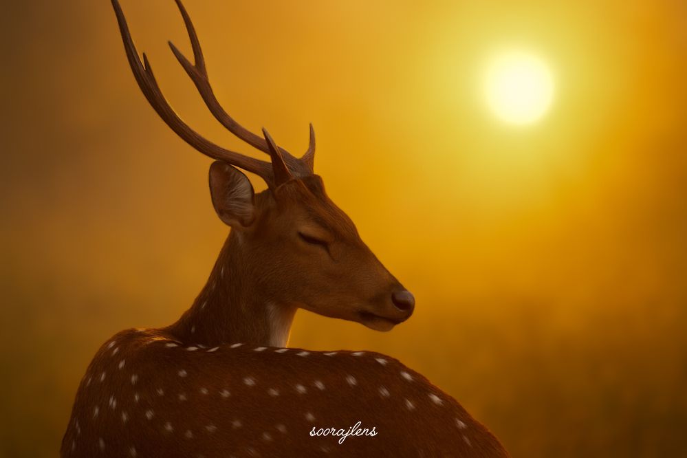 its wake-up time .. An Indian deer in sleep mode