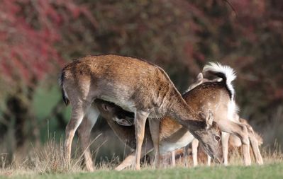 Dagnam Park (The Manor) LNR Harold Hill_72.JPG