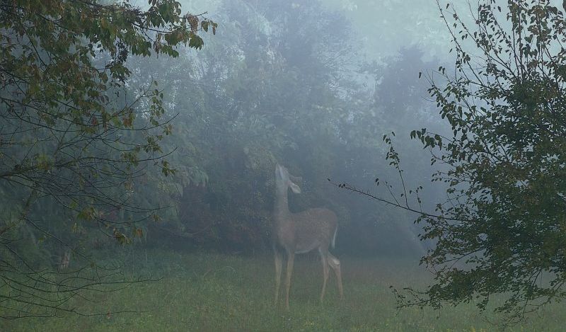 deer composite.jpg