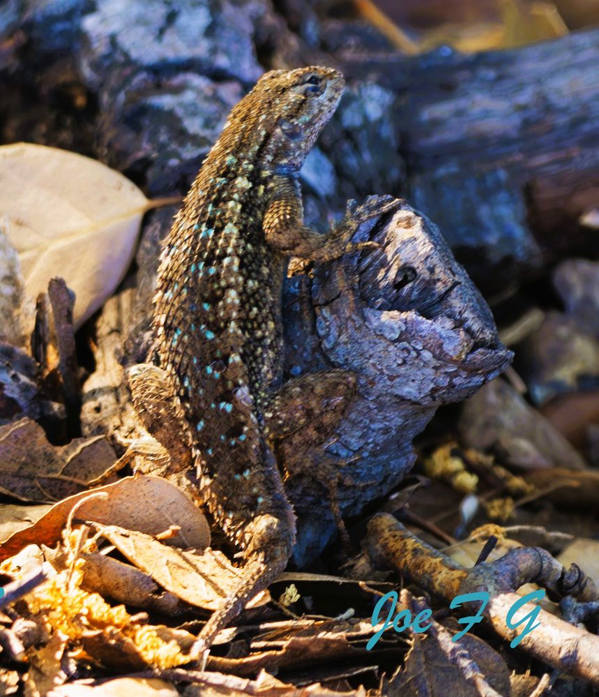 Blue Belly Lizard  R6 Mark II  150-600mm f6.3 ISO-640 SS 1/125s  Handheld