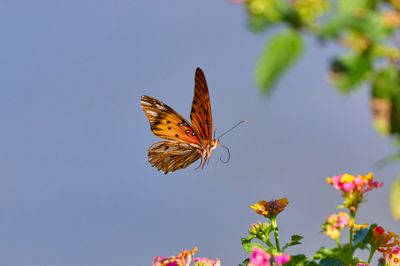 Orange Butterfly 13.jpeg