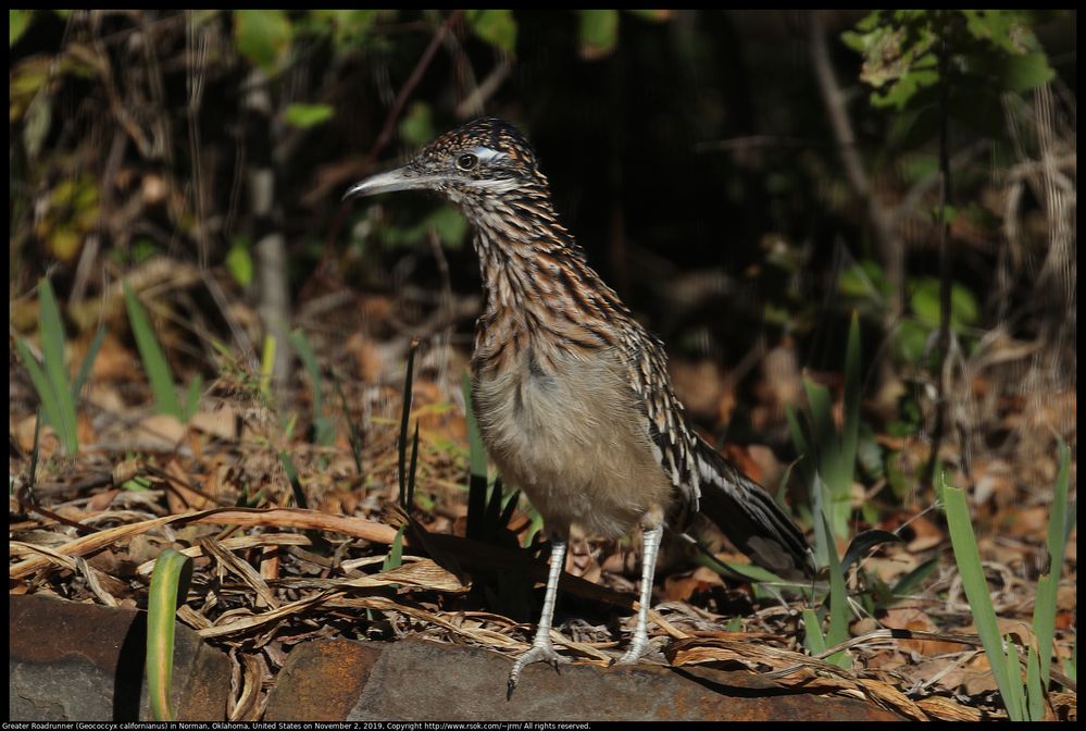 Greater Roadrunner (Geococcyx californianus) in Norman, Oklahoma, United States on November 2, 2019
