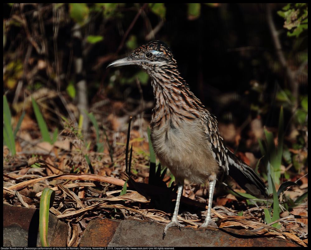 Greater Roadrunner (Geococcyx californianus) in Norman, Oklahoma, United States on November 2, 2019