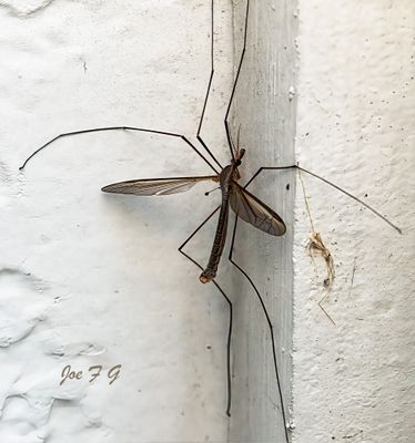 Crane Fly 1@0.75x.jpg