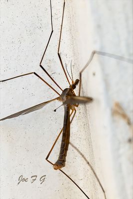 Crane Fly.jpg