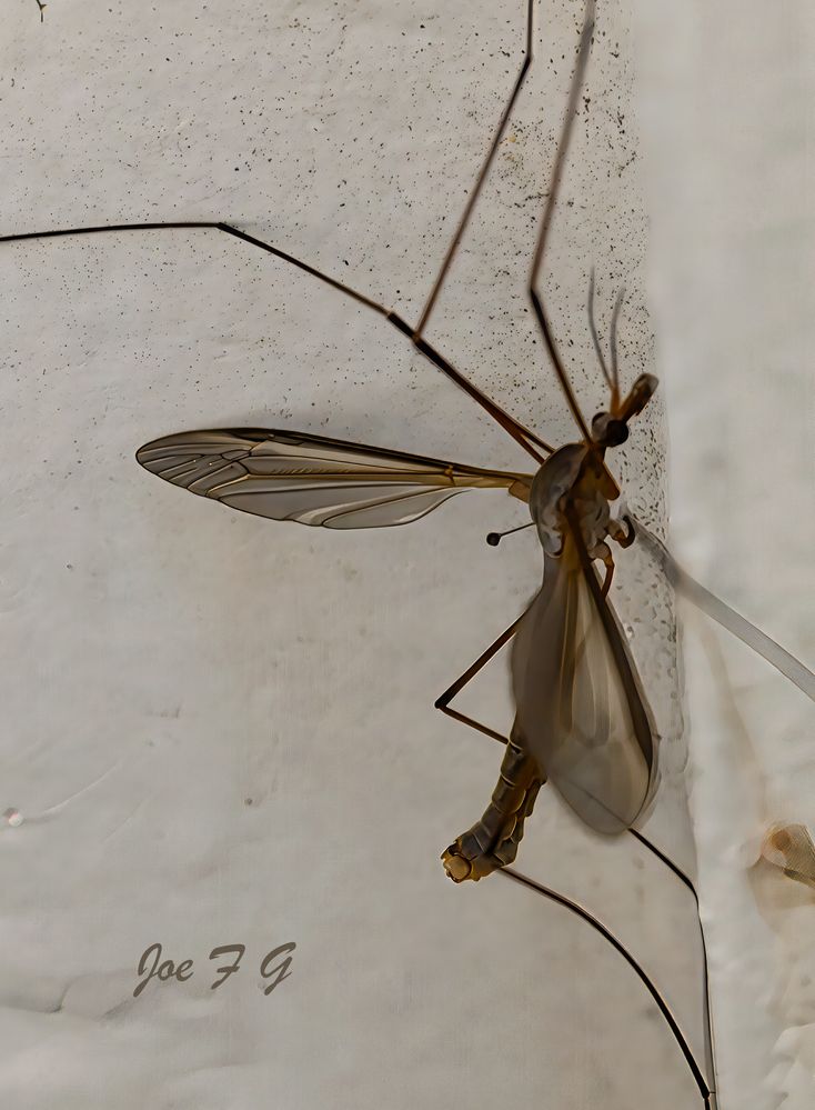 Crane Fly R5 Mark II RF 100mm F2.8 L Macro IS USM