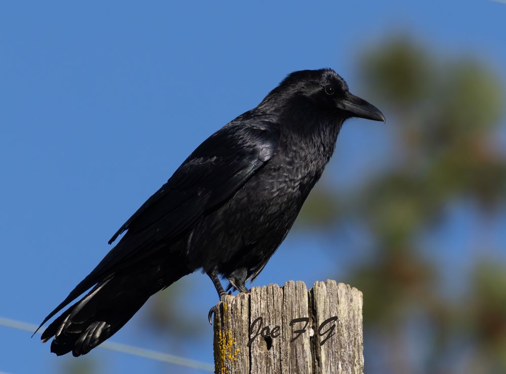 Crow or Raven?  R5 Mark II RF200-800 F6.3-9 IS USM