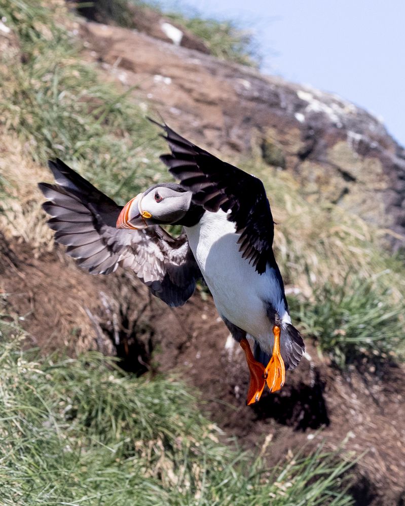 Exif: Model: Canon EOS R5 Exif: F number: 6.3 Exif: Exposure time: 1/2500 s Exif: ISO speed rating: 800 Exif: Lens Model: RF100-500mm F4.5-7.1 L IS USM Exif: Lens focal length: 145.0 mm