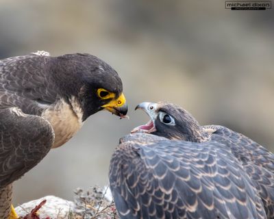 falcon_peregrine_fermin_25_06_14_L0A6030.jpg