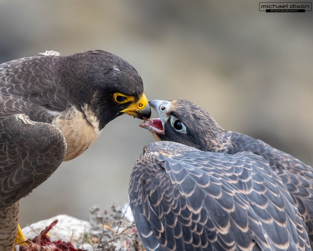 falcon_peregrine_fermin_25_06_14_L0A6031.jpg