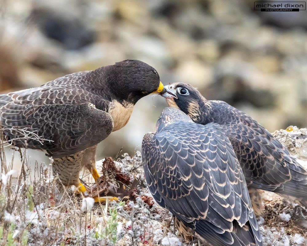 falcon_peregrine_fermin_25_06_14_L0A5812.jpg