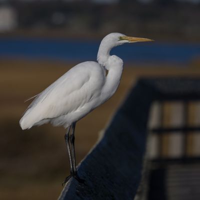 20251114-Canon EOS R6m2-127.jpg