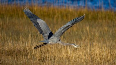 20251114-Canon EOS R6m2-099.jpg