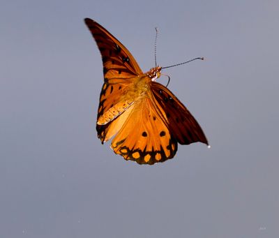 Orange Butterfly 4.jpg