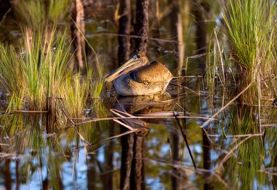 Pelican on sea wall 1 1 copy.jpg