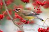 Waxwing lunch