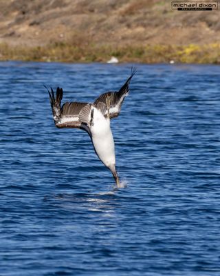 pelican_brown_bolsa_chica_25_11_23_L0A4261.jpg