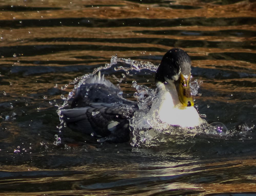 Big splash