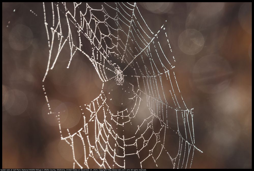 Spider web at Salt Plains National Wildlife Refuge in Alfalfa County, Oklahoma, United States on November 25, 2025 ; EF100-400mm f/4.5-5.6L IS II USM +2x III