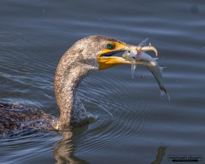 cormorant_double-crested_bolsa_25_11_28_L0A6389.jpg