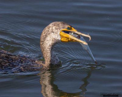 cormorant_double-crested_bolsa_25_11_28_L0A6393.jpg