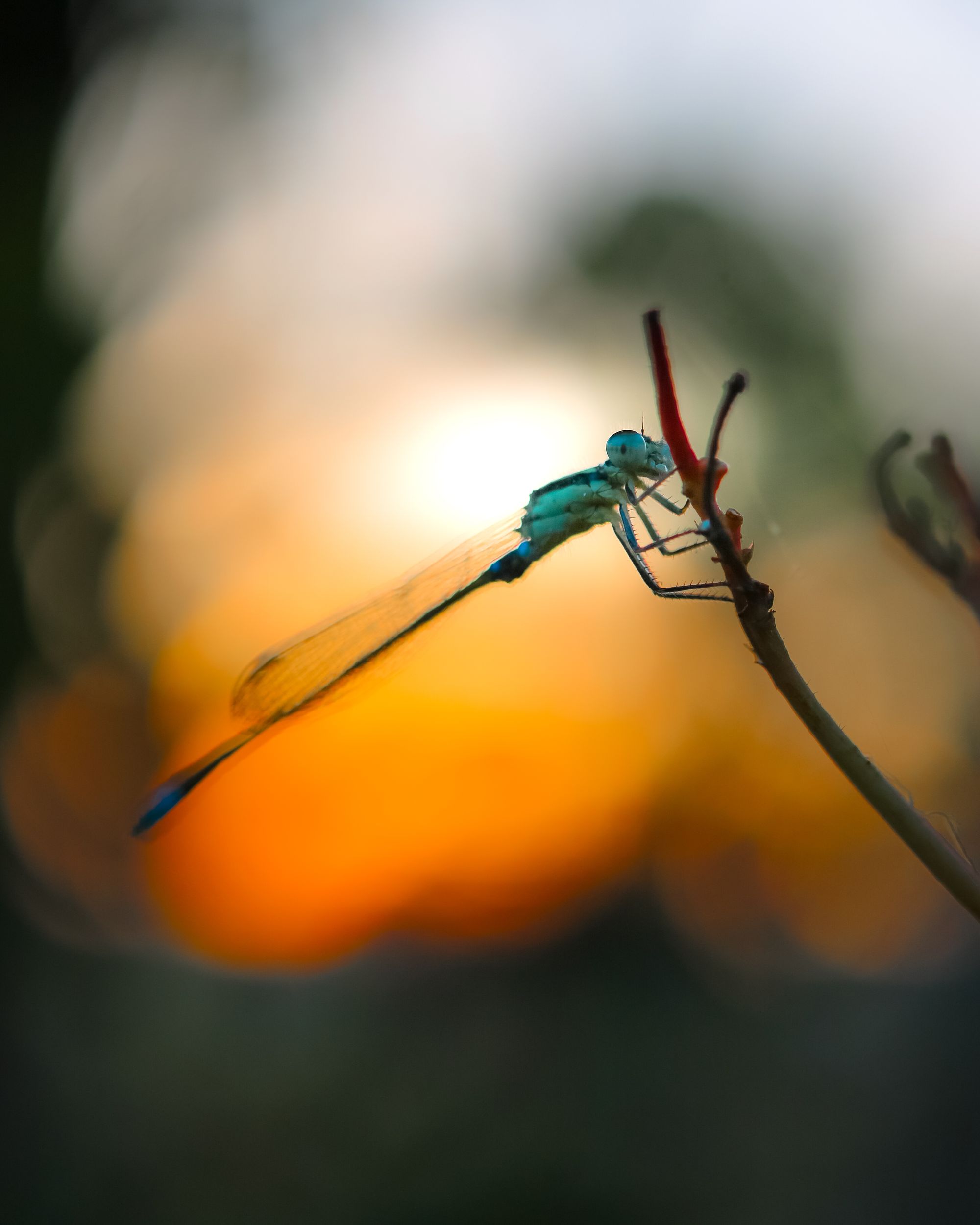 Golden hour macro