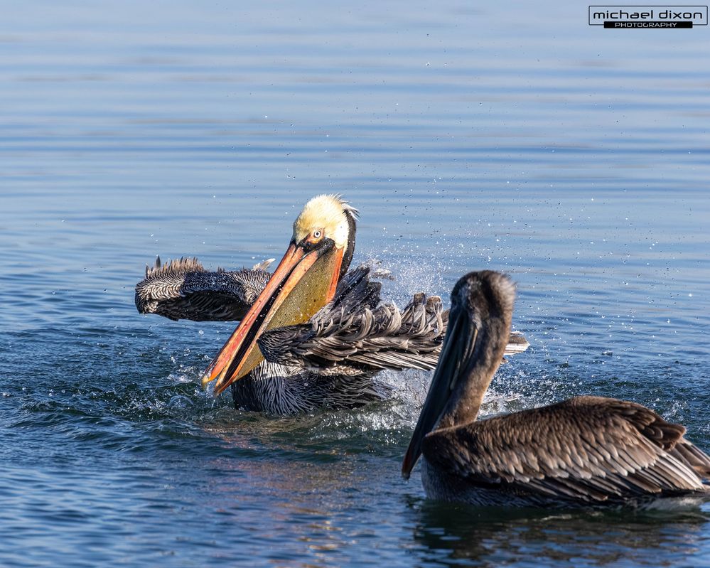 pelican_brown_bolsa_25_12_07_L0A6751.jpg