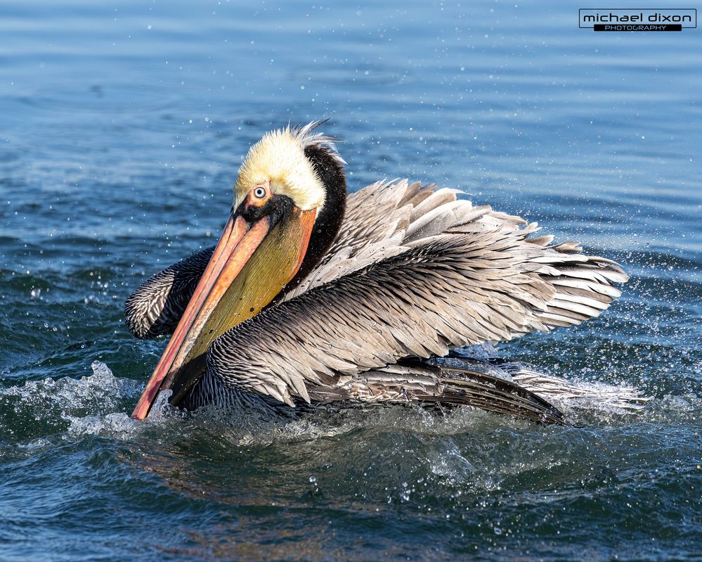 pelican_brown_bolsa_25_12_07_L0A6778.jpg