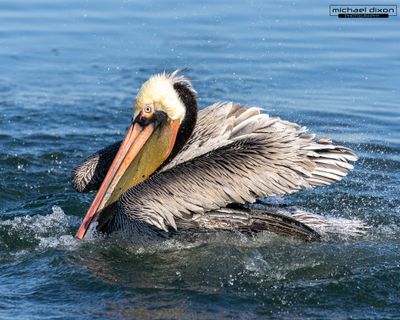 pelican_brown_bolsa_25_12_07_L0A6778.jpg
