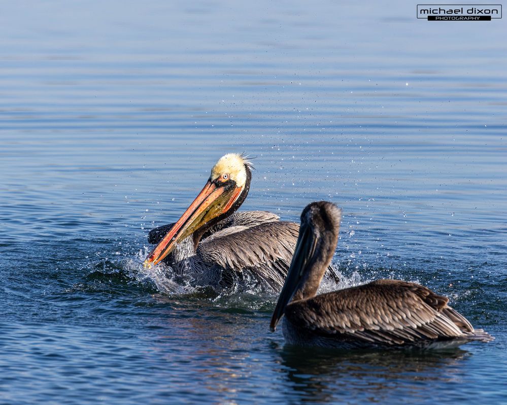 pelican_brown_bolsa_25_12_07_L0A6749.jpg