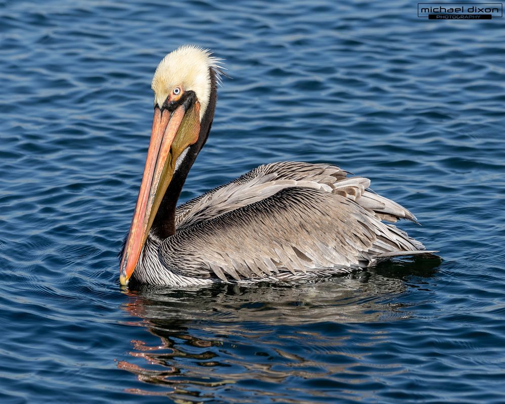 pelican_brown_bolsa_25_12_07_L0A6894.jpg