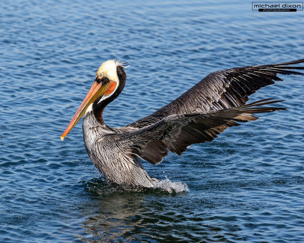pelican_brown_bolsa_25_12_07_L0A6820.jpg