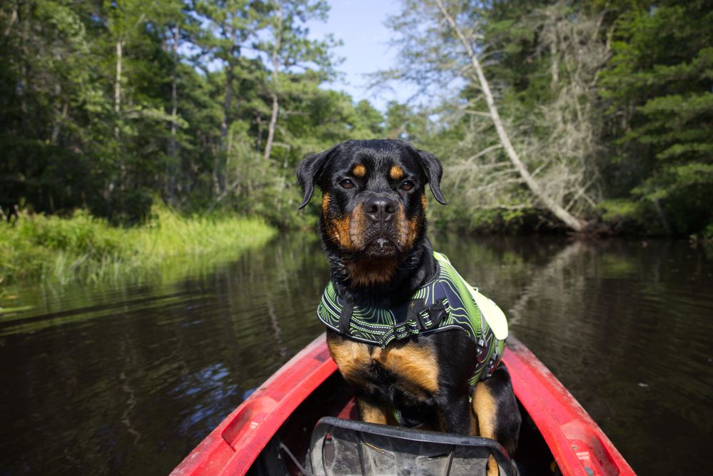 With Lens Correction (50mm)